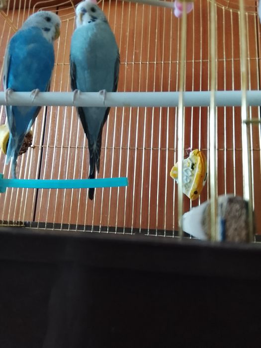 Продам попугаев мальчик и девочка