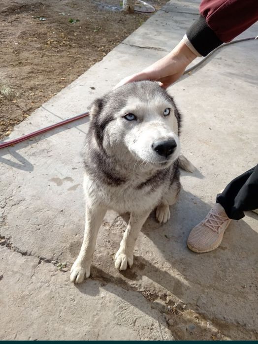 haski toza qon tekin