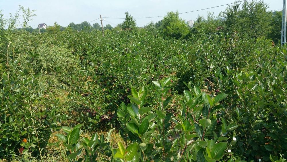 Vand aronia de 3 ani cu fructificare