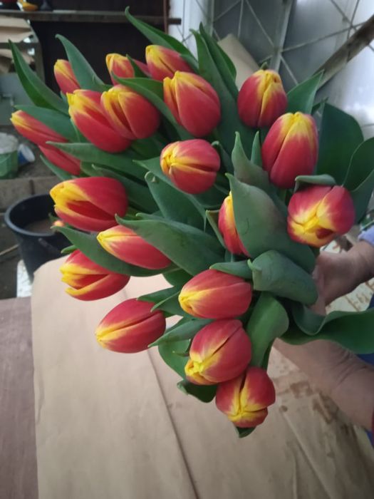 Тюльпаны оптом на 8 марта