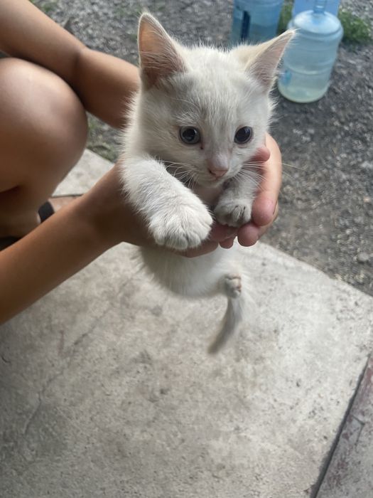 Отдам даром в хорошие руки