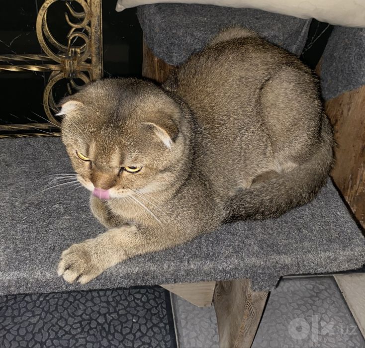 ПРИГЛАШАЕМ КОШЕК НА ВЯЗКУ! ( Мальчик, приглашаем кошек на вязку )