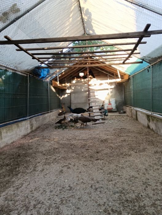 Vând păuni diferite vârste