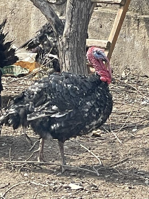 Индюк полугибрид самец