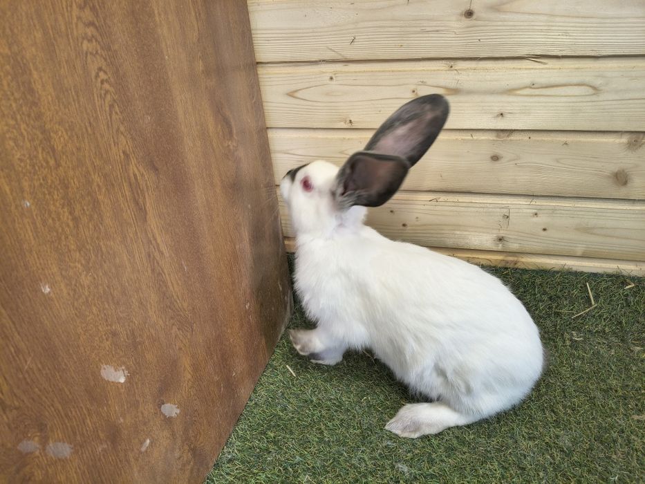 Vând iepuri Uriaș de Transilvania