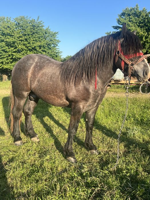 Mânz de 2 ani de vanzare