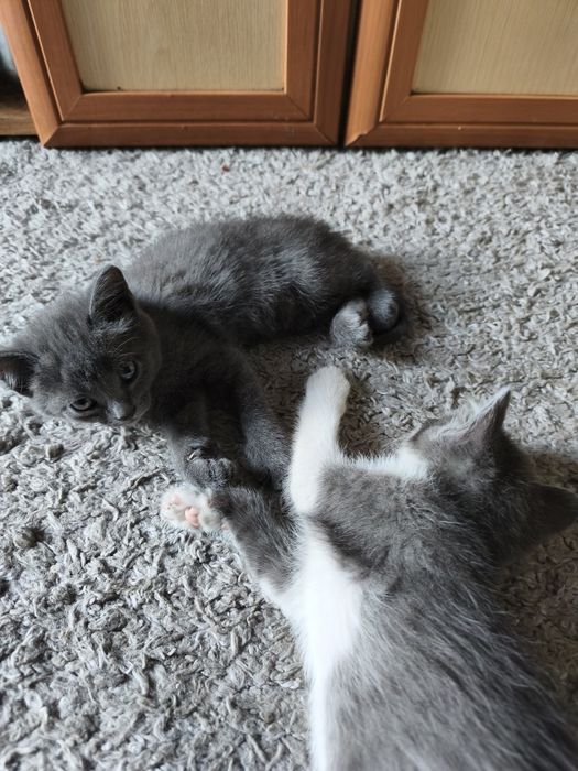 Отдам котят в добрые руки!