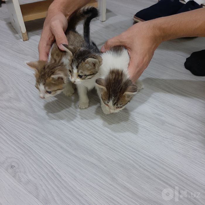 Отдам в добрые и заботливые руки очаровательных котят бесплатно!