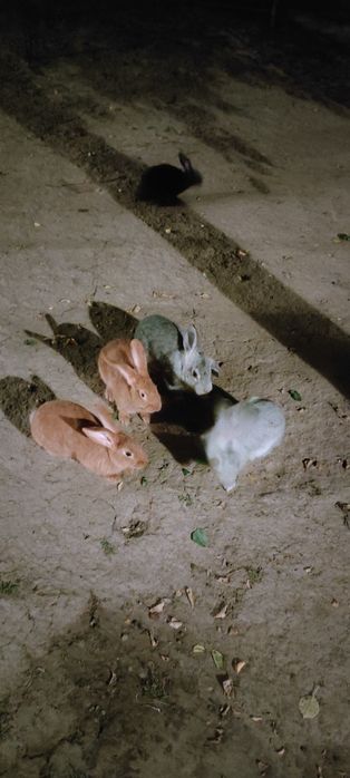 Продам зайцев и несушки