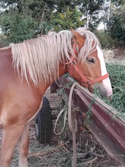 Iapa de vânzare în Sânmartin