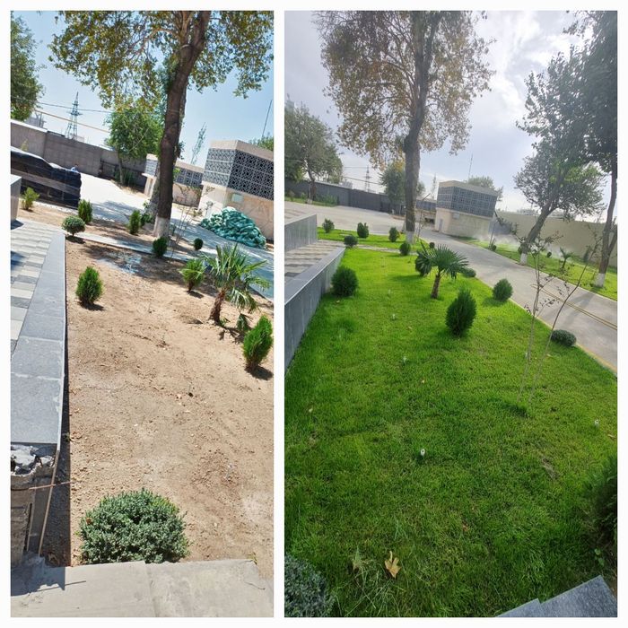 Urug'li va tayor gazon/ уругли ва таёр газон