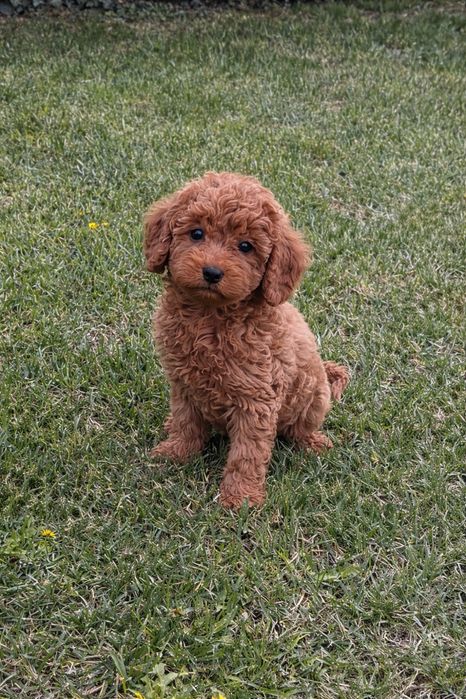 Мини пудел момче и момиче / Mini poodle