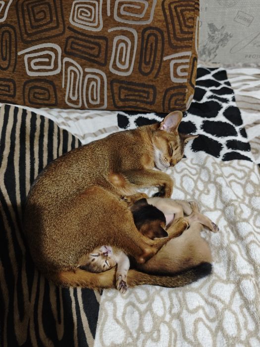 Абиссинские котята