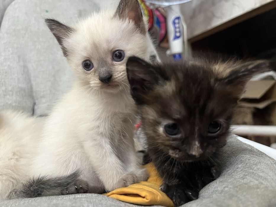 В хорошие руки!