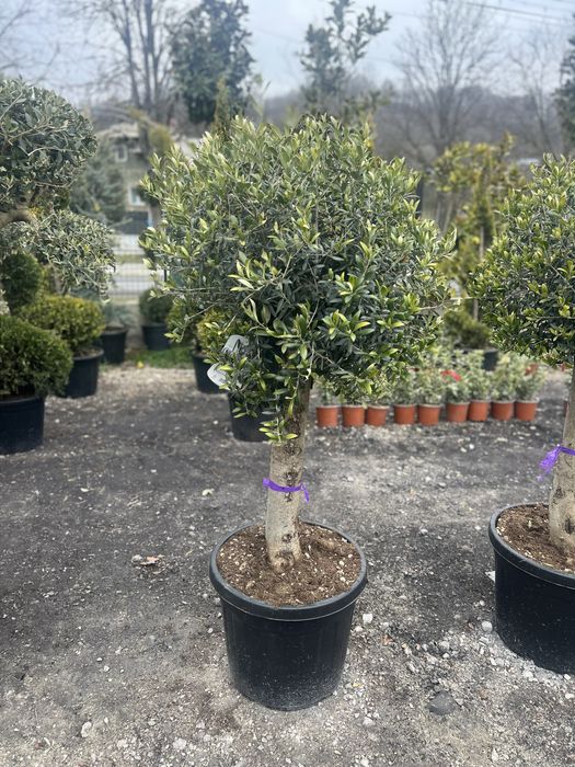 Maslini si bonsai din maslini olea oriunde in tara