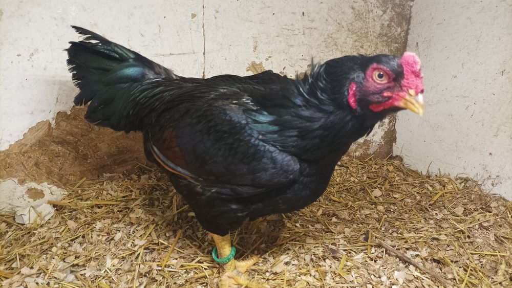 Combatant Indian 2025