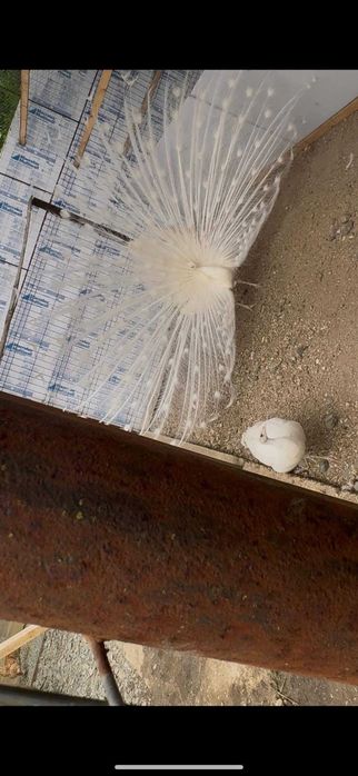 pauni pui si maturi de vanzare