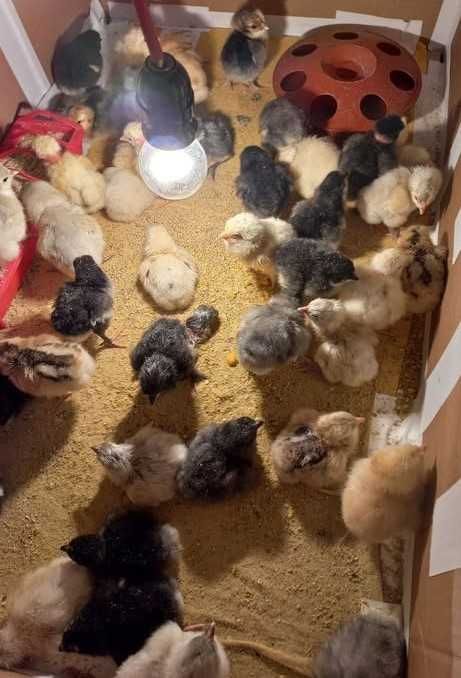 Домашни пилета на 15 дни и месец. 3,5 ев