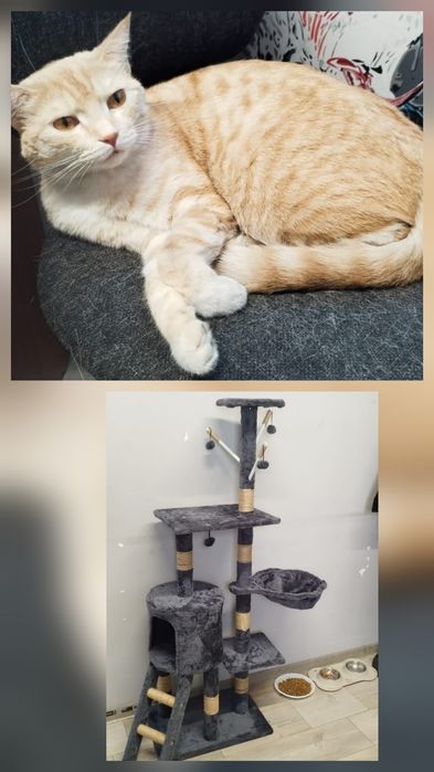 Крупный котик ищет дом