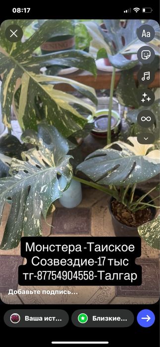 Монстера,Антуриум,Цикас,Алоказии