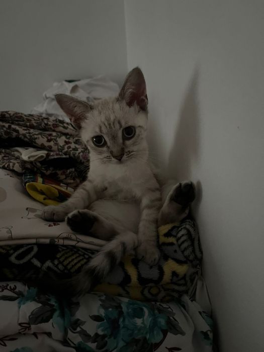 Породный мысық сатамын