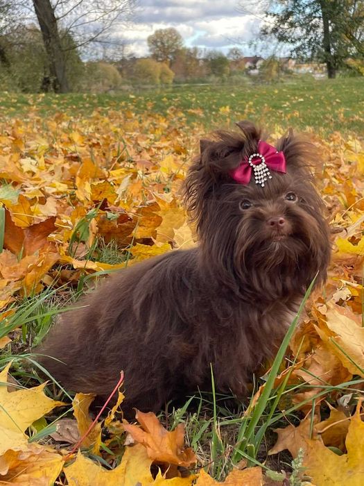 йоркшир териер с родословие