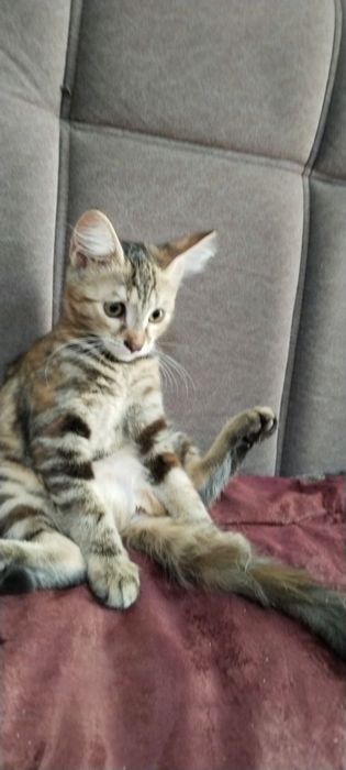 Отдается девочка в добрые руки