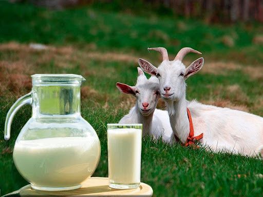 Ешкі сүті (козье молоко)