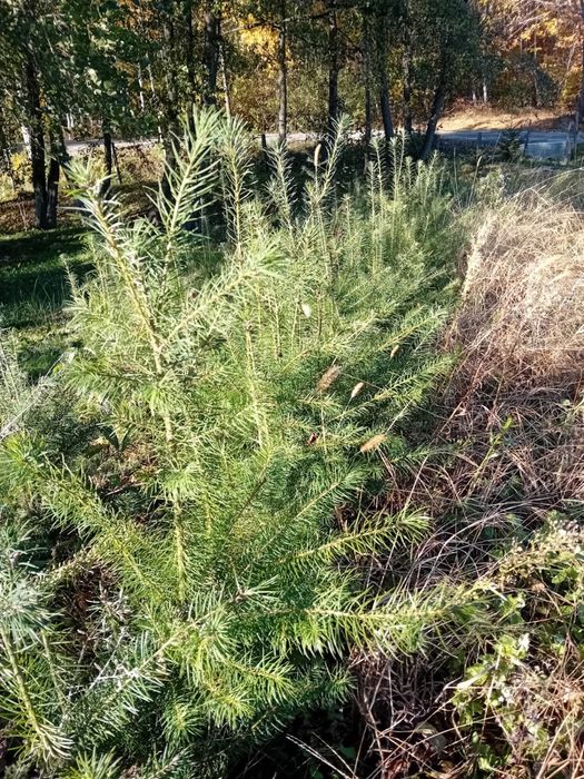 Vând puieți de brazi Douglas