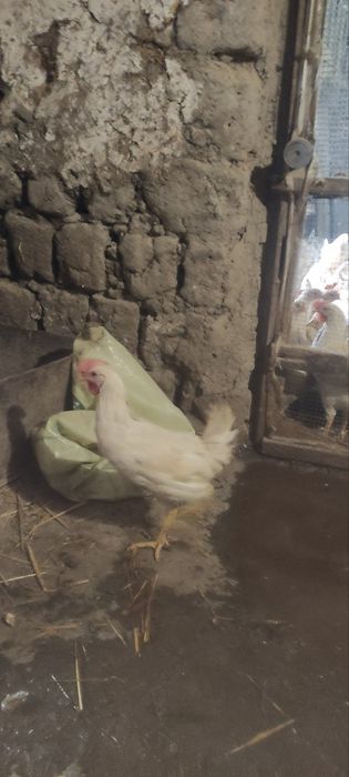 Сенди жужалари  сотилади