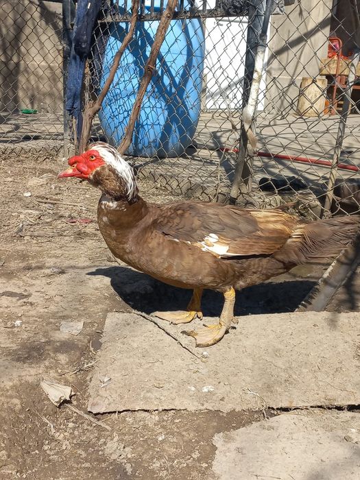 Индоутка  .   .    .   .