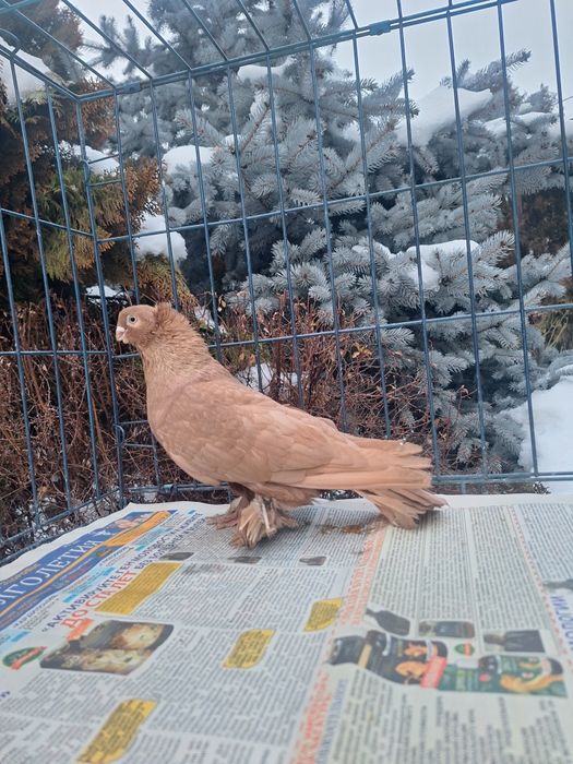 Продам жёлтого самца