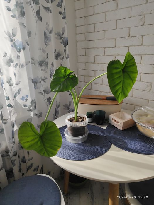 Алоказия трилистник