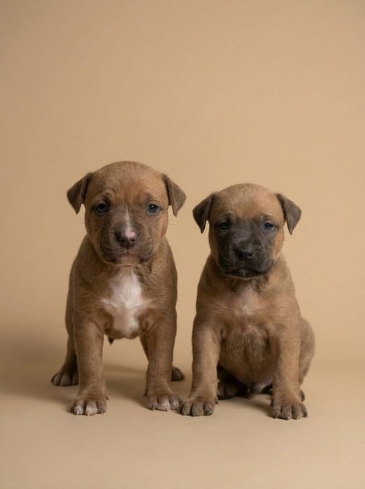 Готовятся к продаже.