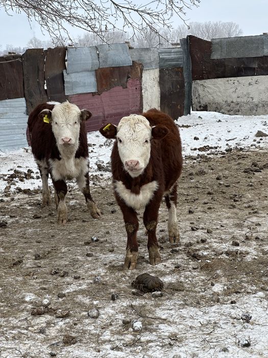 Продам телочек казахской белоголовой 10 месяцев