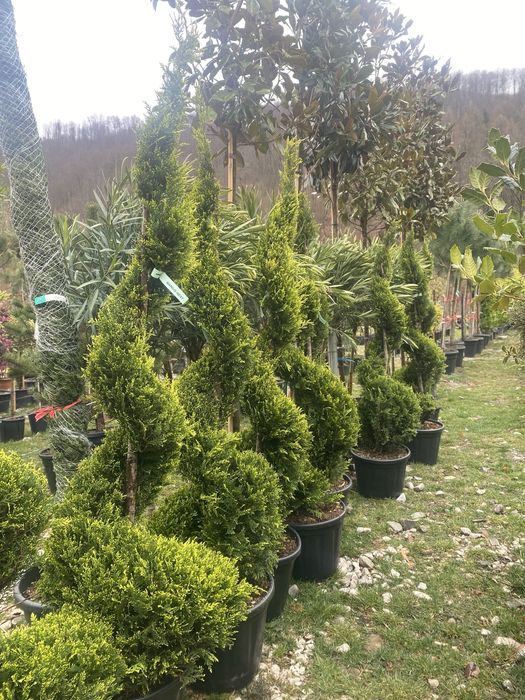 Cupressocyparis Leylandii