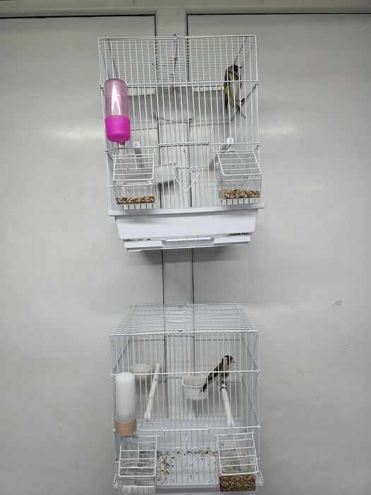 Сибиряк мальчики