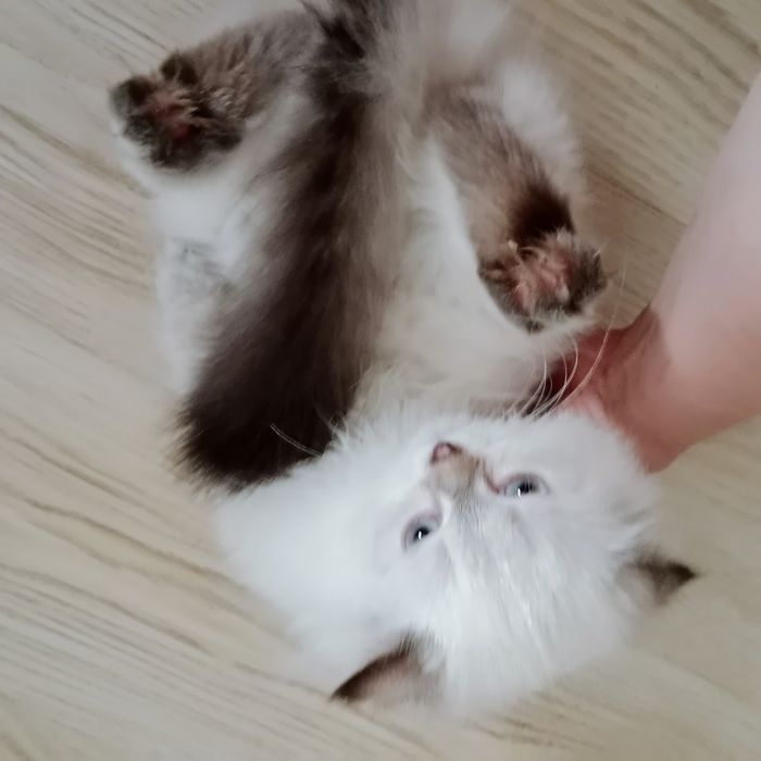 Скоттиш Страйт Хайленд Поинт