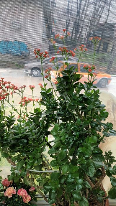 Каланхое 45лв.-80см.