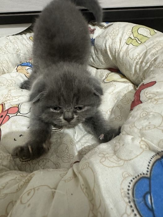 Кошки Скоттиш Фолд