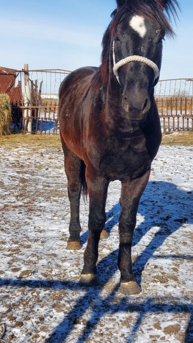 Продам жеребца 4года