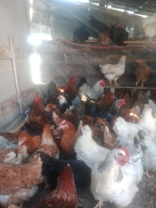 Куры продам молодой