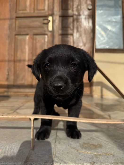 Щенок в добрые и ответственные руки