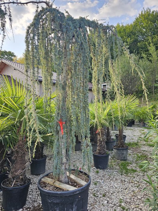 Vand cerdii pletosi ( cedrus atlantica glauca ) plangator