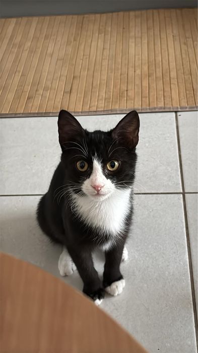 Motanel Tuxedo - 4/5 luni