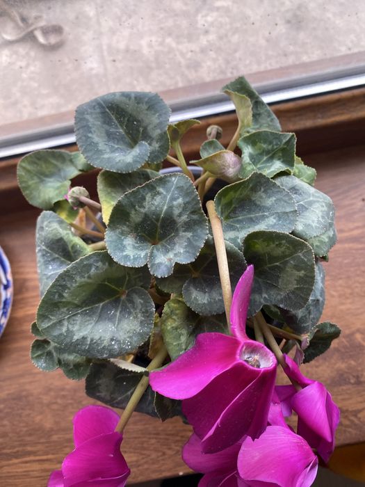 Цикламен персидский