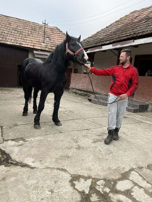 De vanzare 2manz sau schimb cu iapa sau armasar