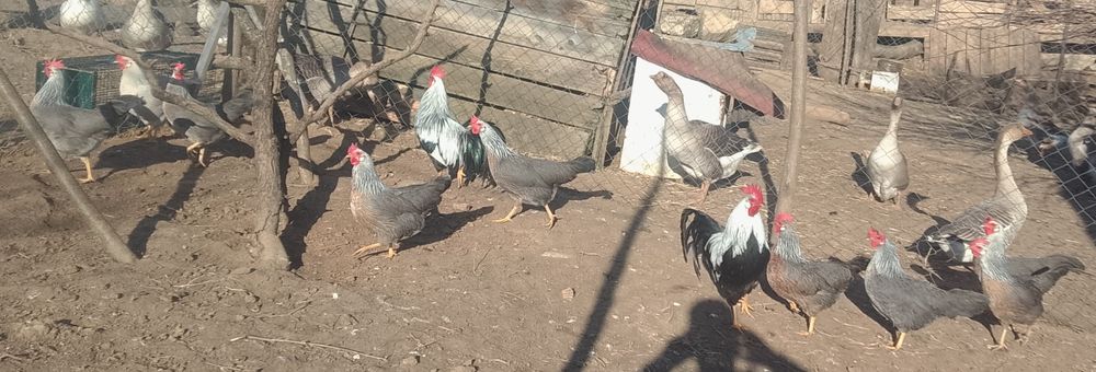 Vînd oua de găini italiene/italiana