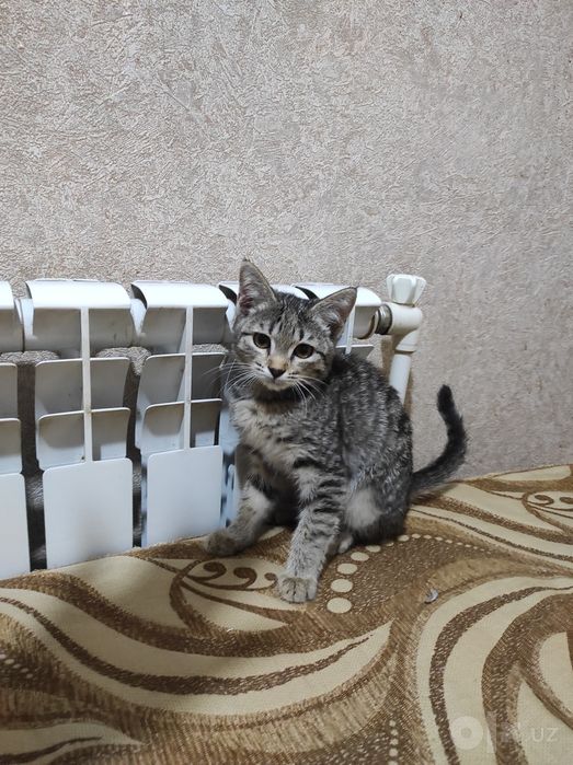Пристраиваются котятки