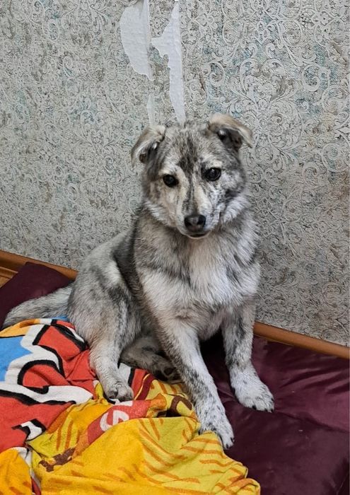 Отдам в добрые руки